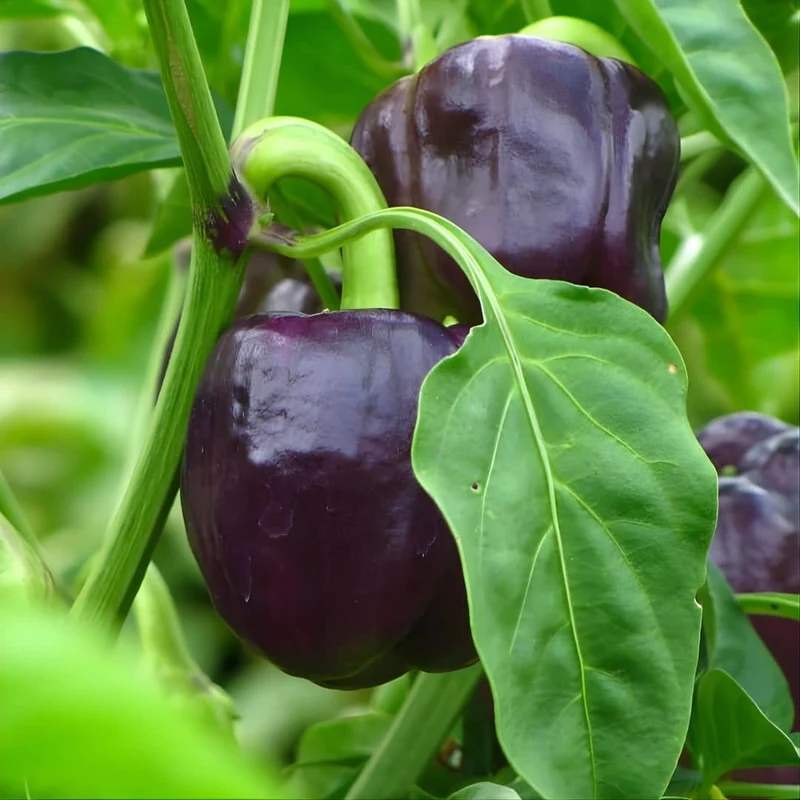 Poivron Violet Oda — Graines