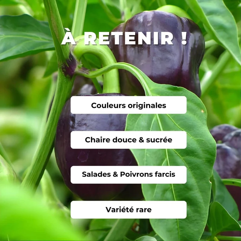 Poivron Violet Oda — Graines