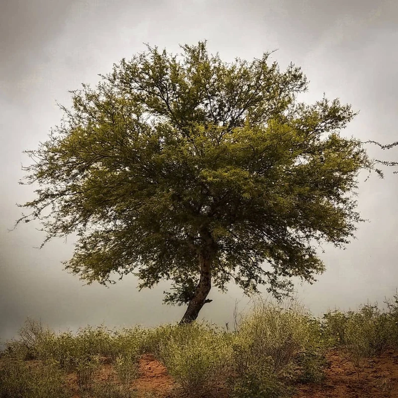 Acacia du Sénégal — Graines