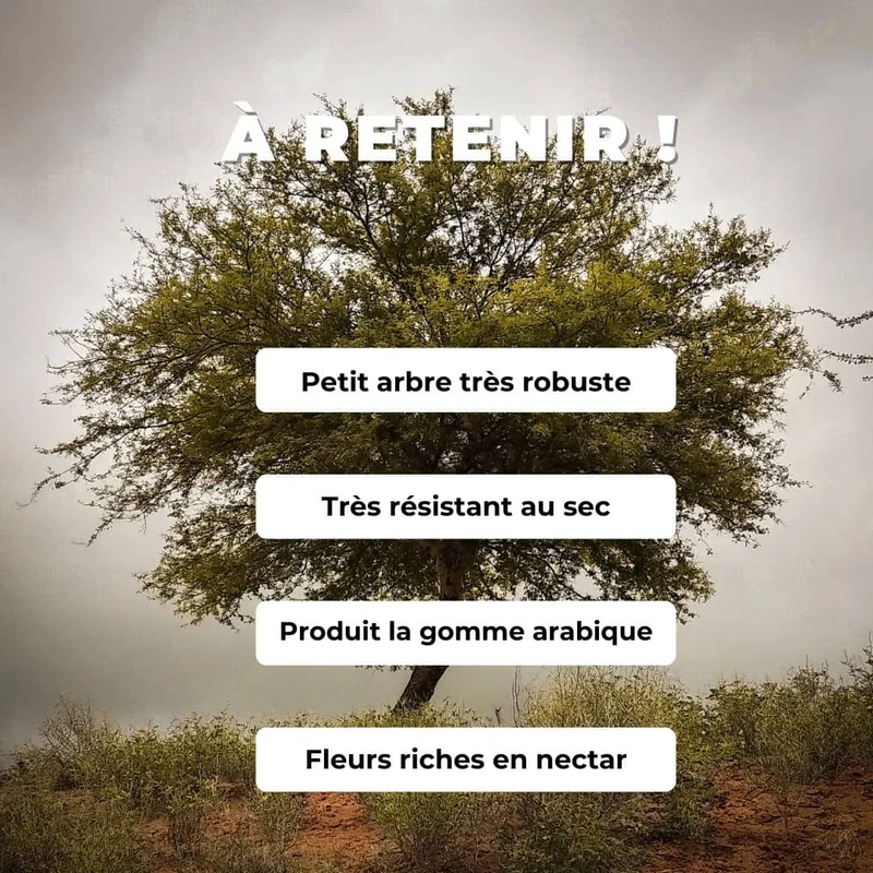 Acacia du Sénégal — Graines