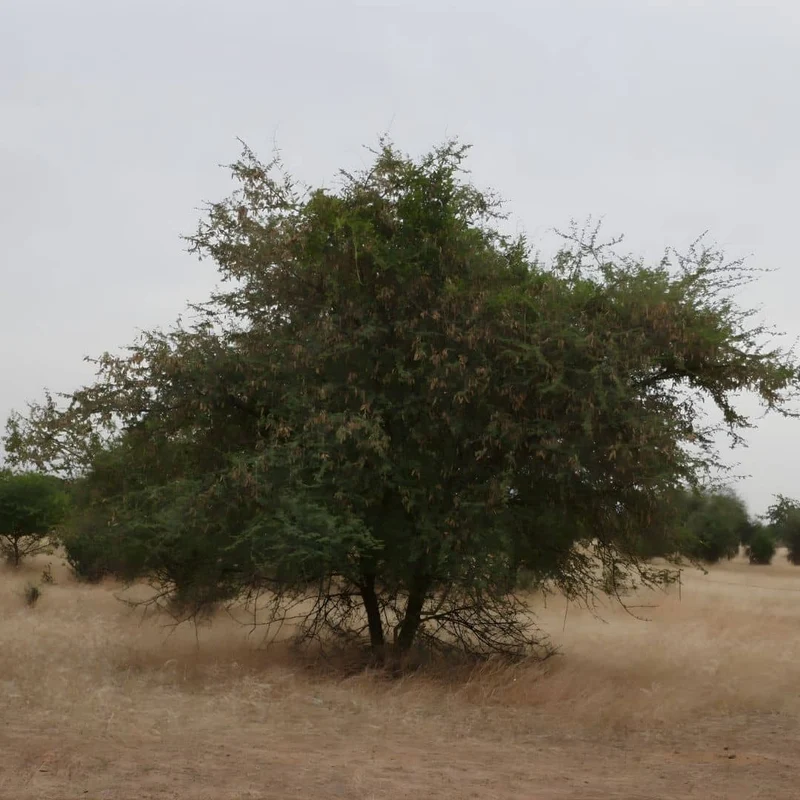Acacia du Sénégal — Graines