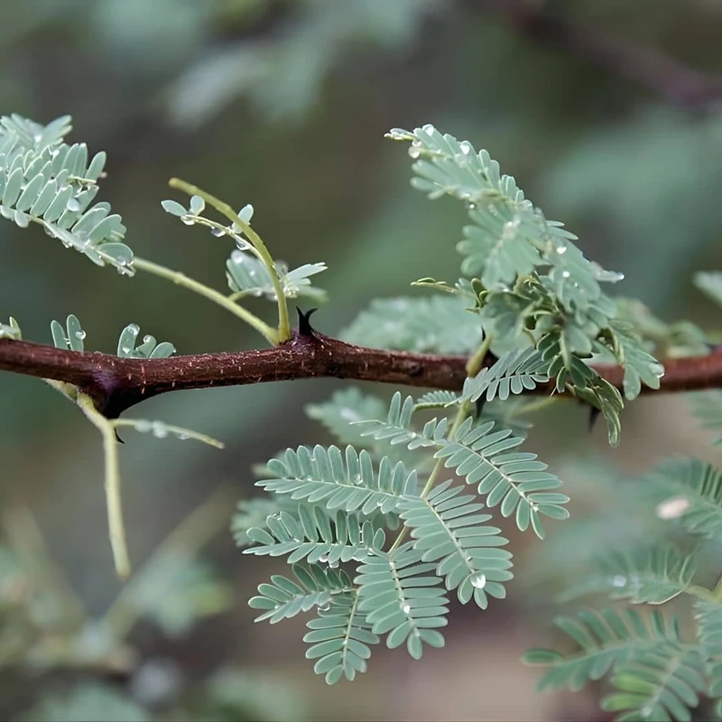 Acacia du Sénégal — Graines