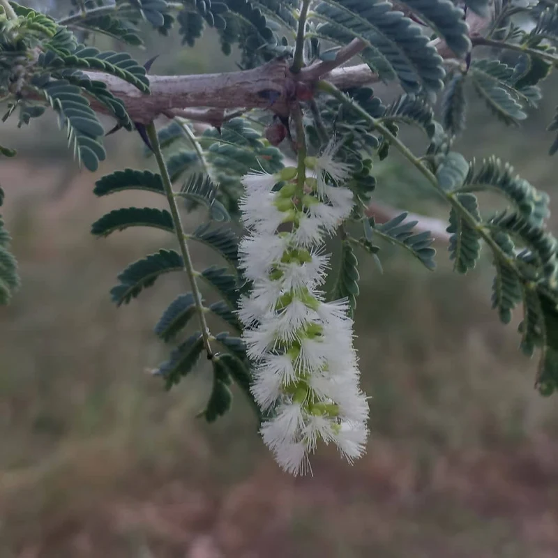 Acacia du Sénégal — Graines