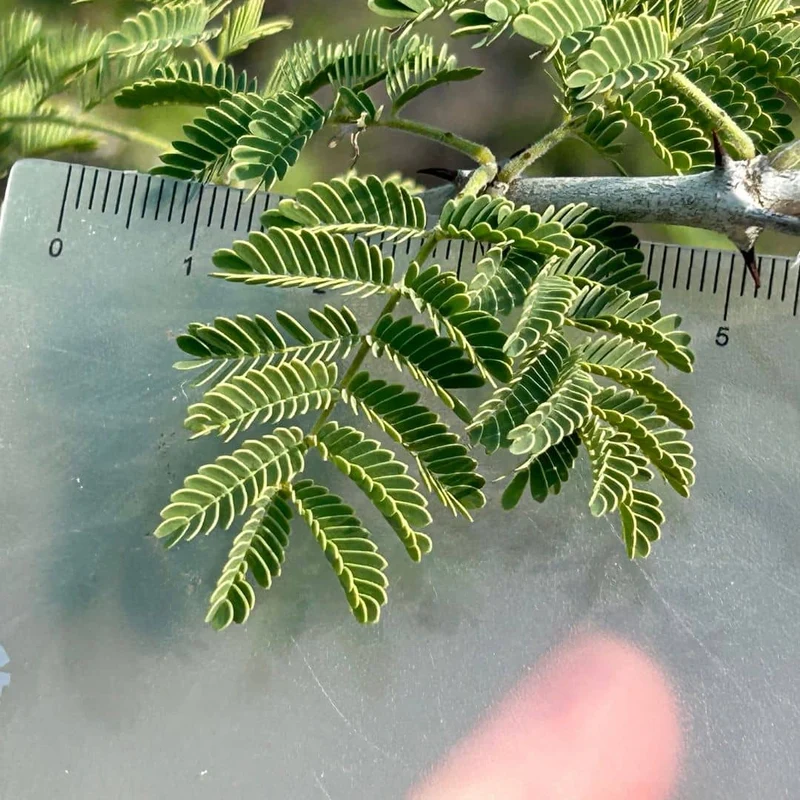 Acacia du Sénégal — Graines