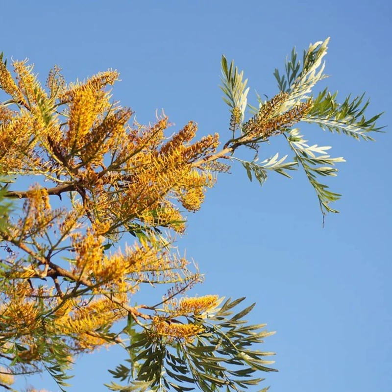 Chêne soyeux d’Australie — Graines ou plant