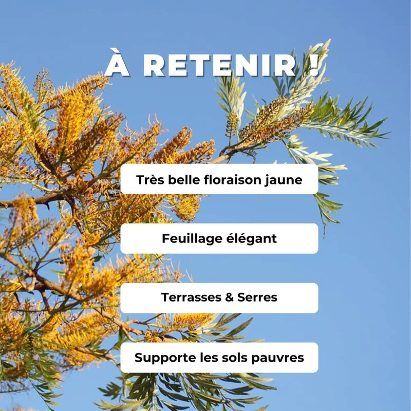Chêne soyeux d’Australie — Graines ou plant