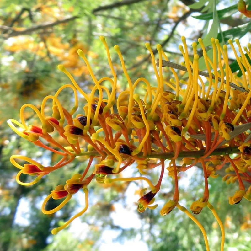 Chêne soyeux d’Australie — Graines ou plant