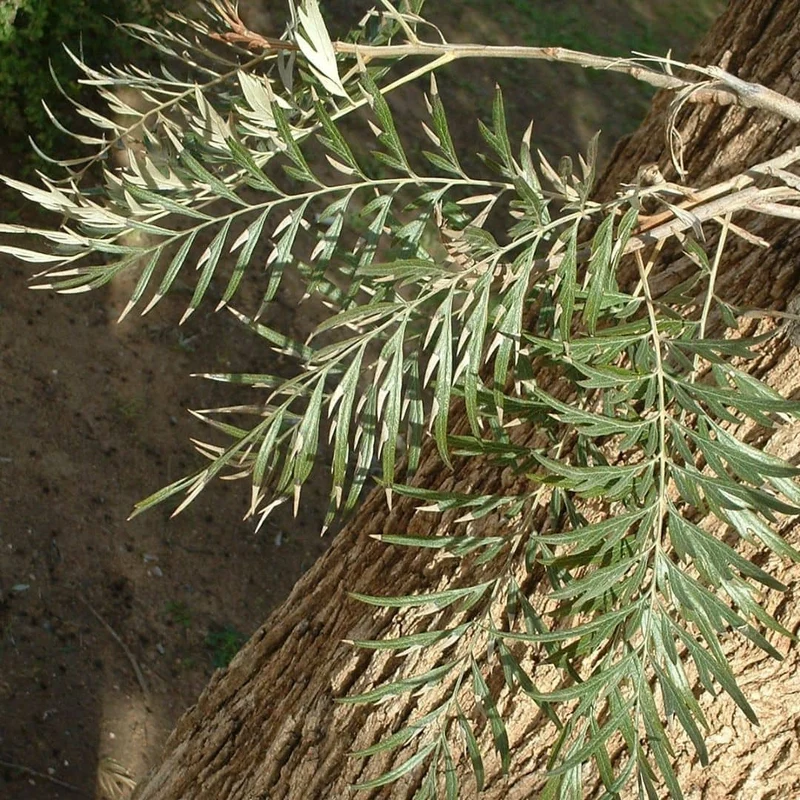 Chêne soyeux d’Australie — Graines ou plant