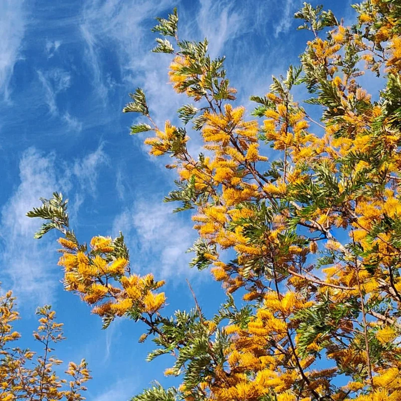 Chêne soyeux d’Australie — Graines ou plant