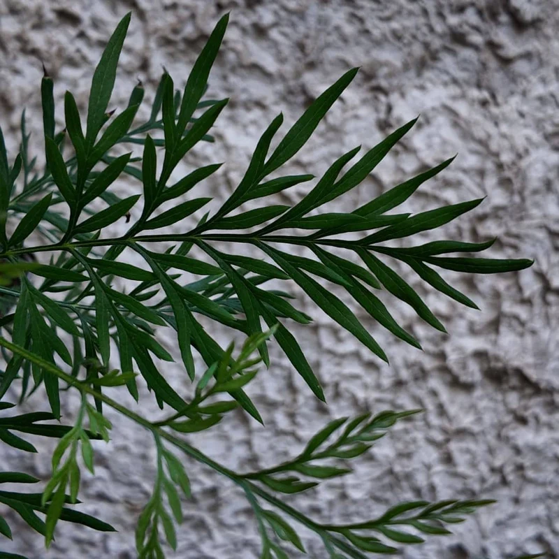 Chêne soyeux d’Australie — Graines ou plant