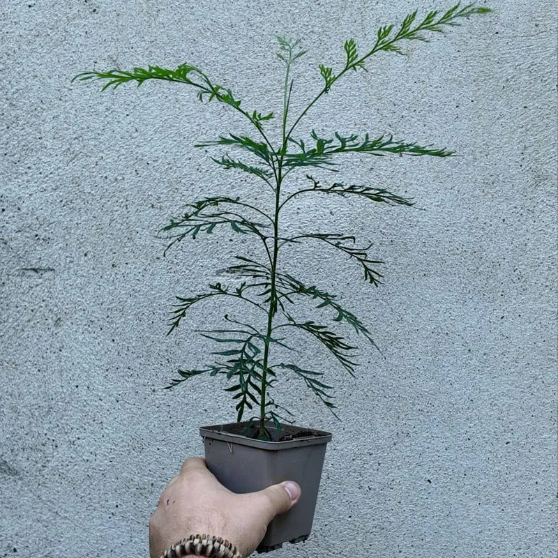 Chêne soyeux d’Australie — Graines ou plant