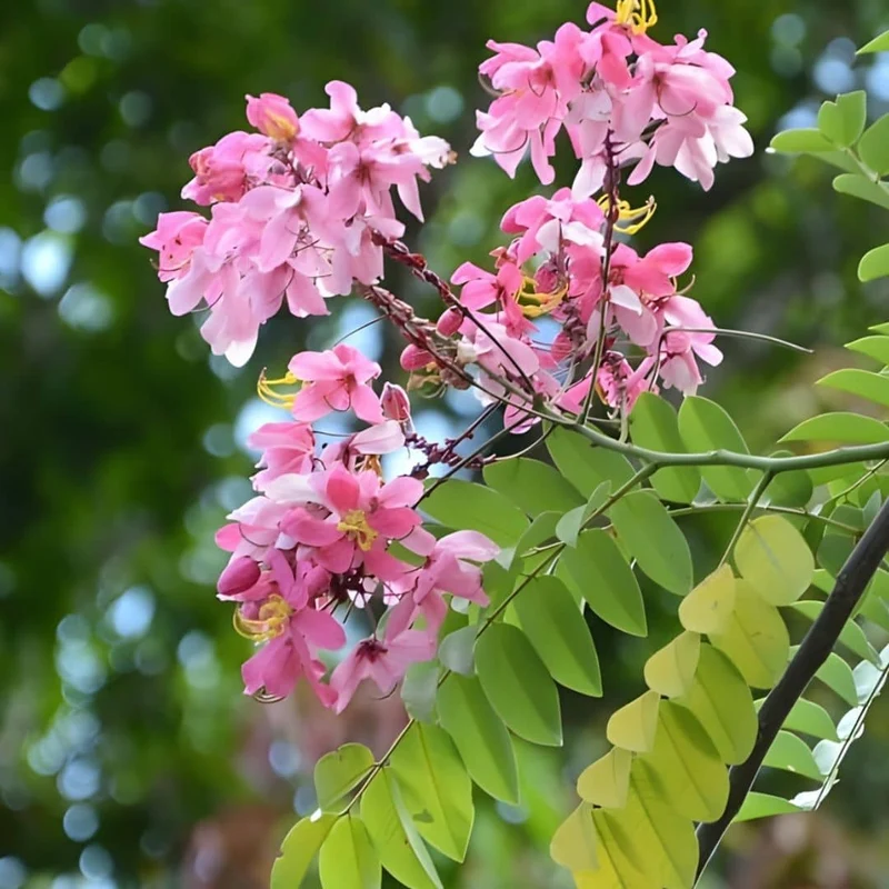 Arbre à pluie rose — Graines