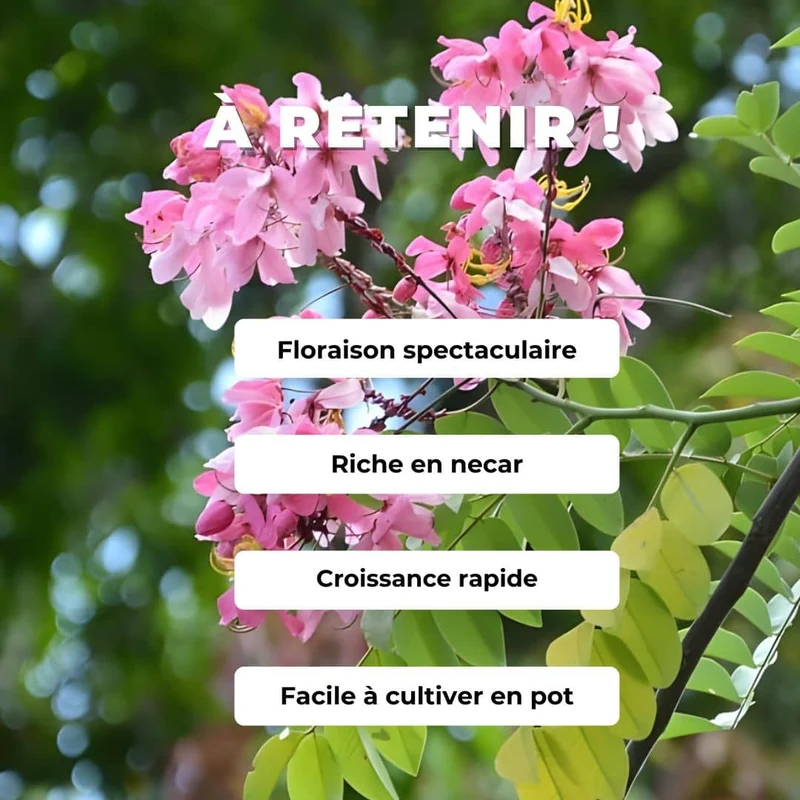 Arbre à pluie rose — Graines