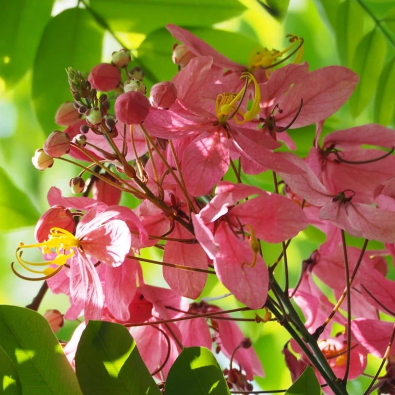Arbre à pluie rose — Graines
