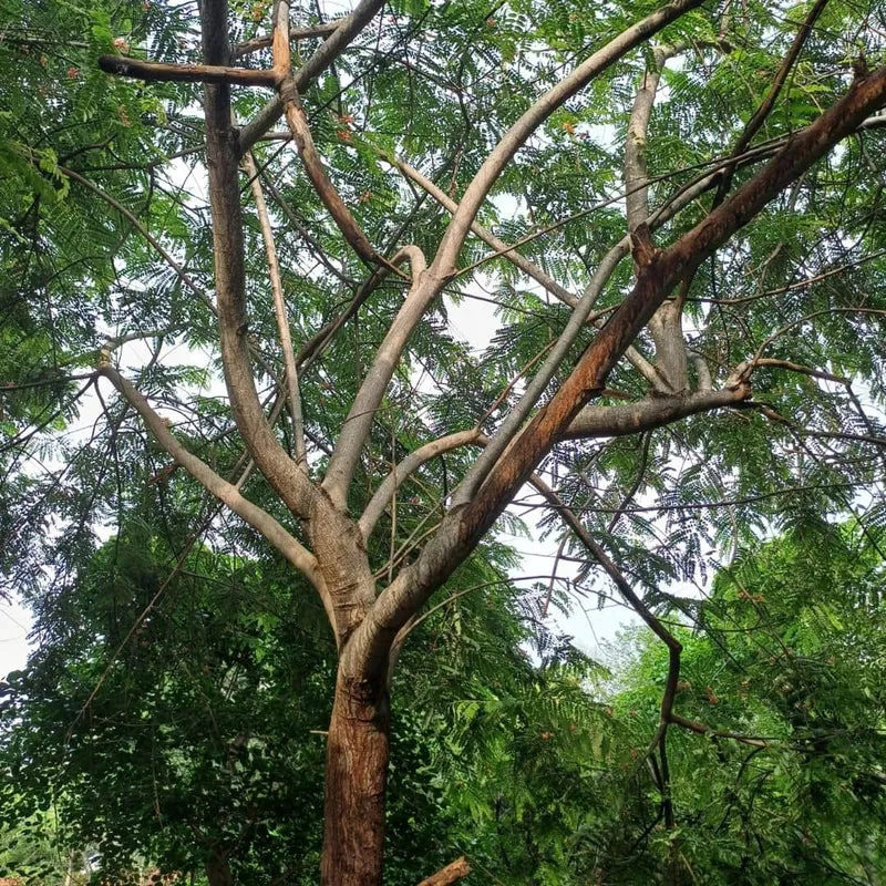 Arbre à pluie rose — Graines