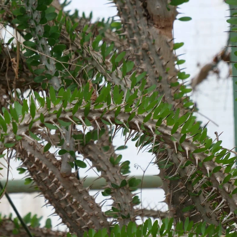 Alluaudia procera — Graines