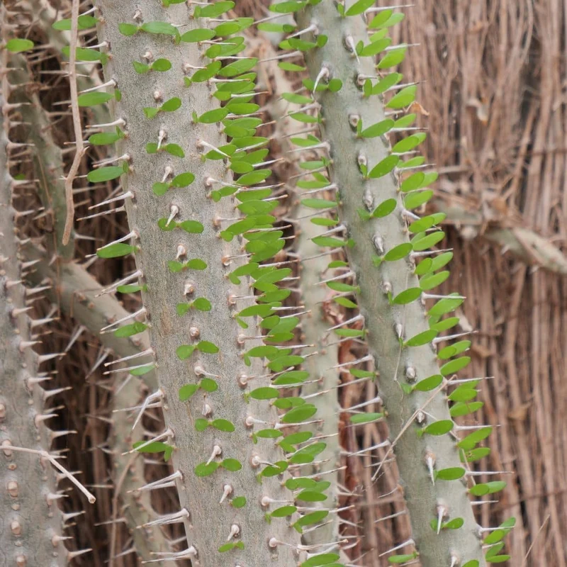 Alluaudia procera — Graines
