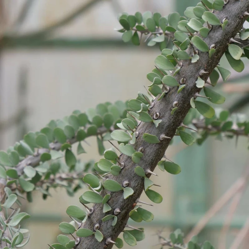 Alluaudia procera — Graines