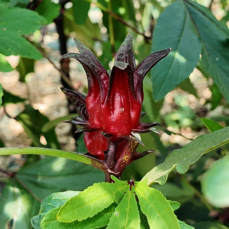 Hibiscus bissap — Graines