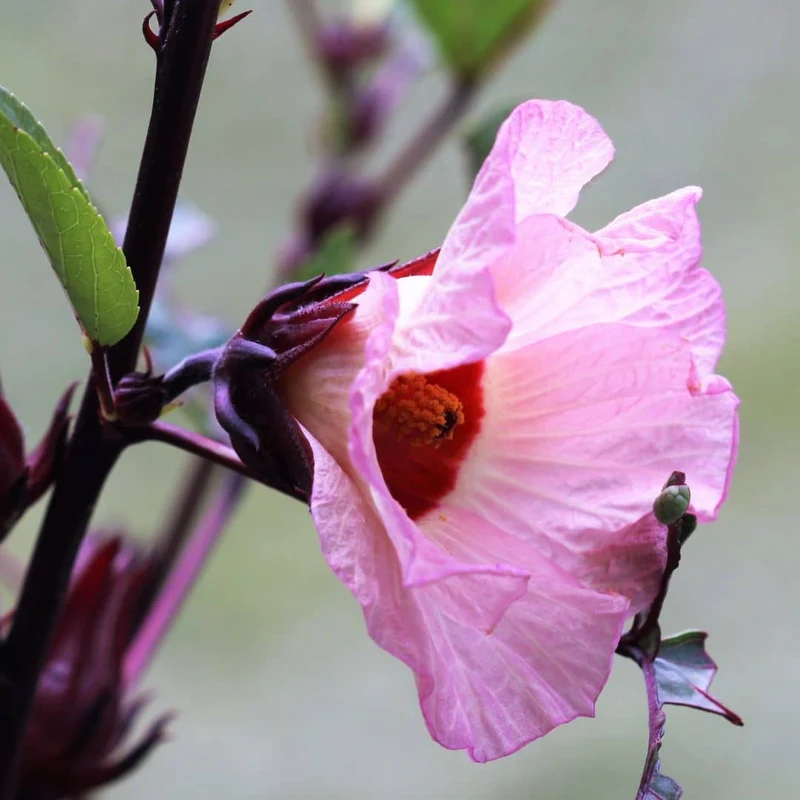 Hibiscus bissap — Graines
