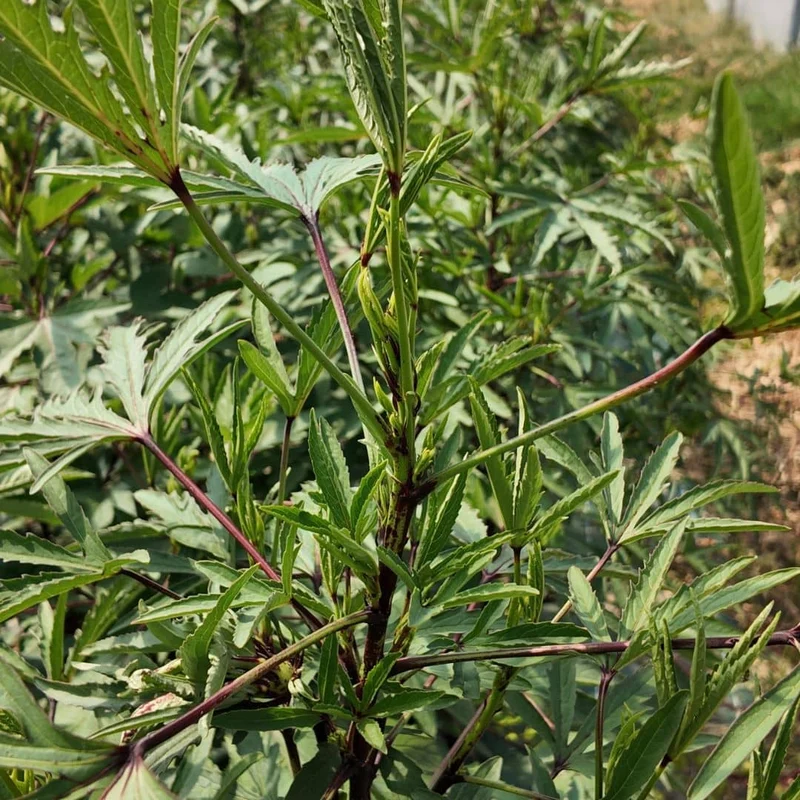 Hibiscus bissap — Graines