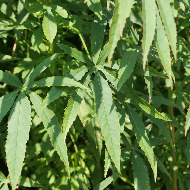 Hibiscus bissap — Graines