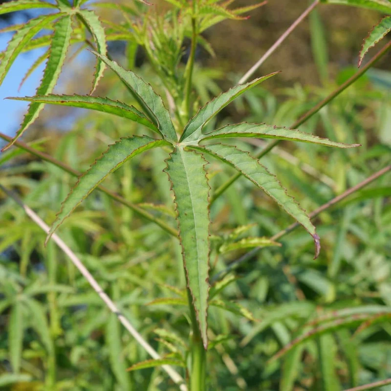 Hibiscus bissap — Graines