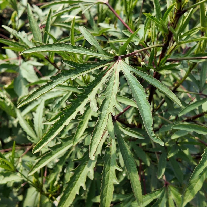 Hibiscus bissap — Graines