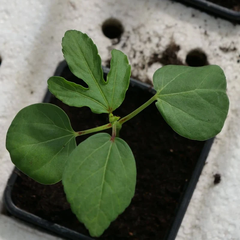 Hibiscus bissap — Graines