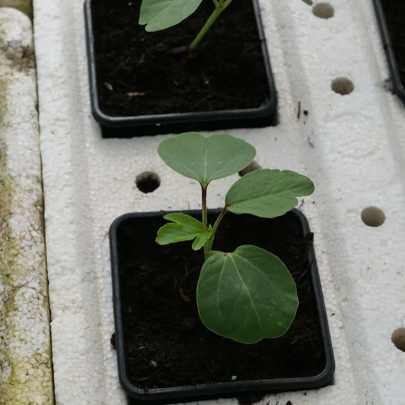 Hibiscus bissap — Graines