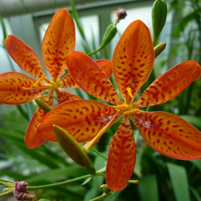Fleur léopard — Graines ou plant
