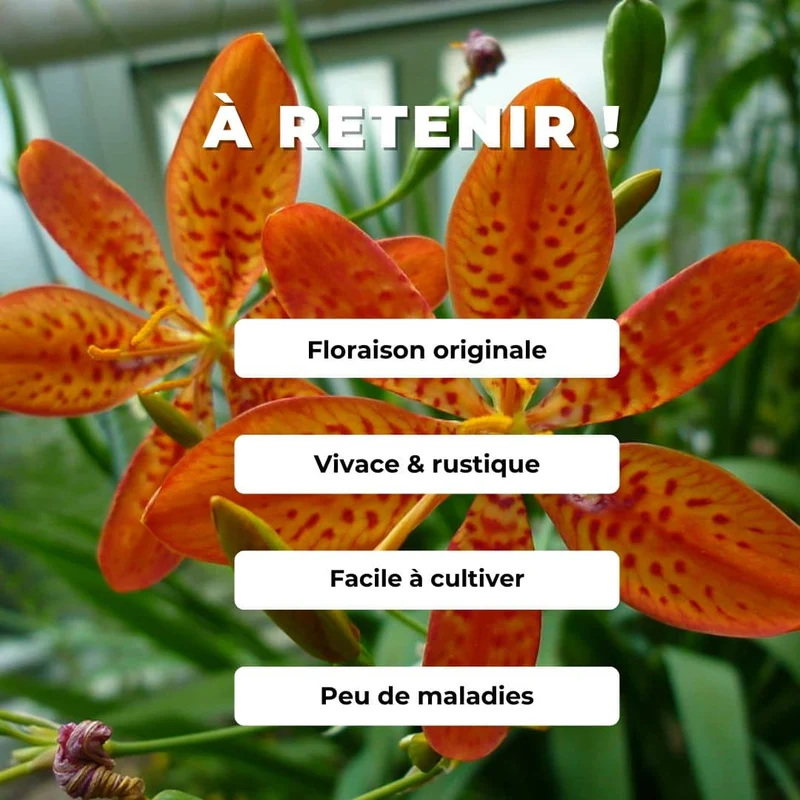 Fleur léopard — Graines ou plant