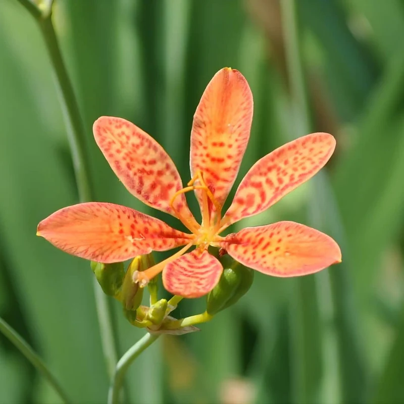 Fleur léopard — Graines ou plant