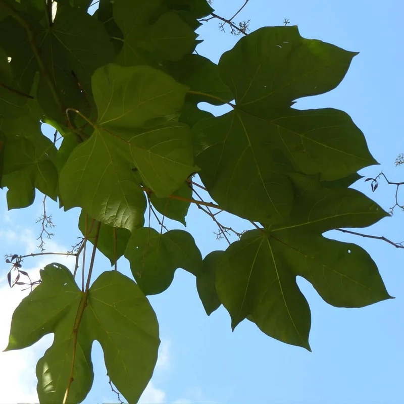 Parasol chinois — Graines ou plant