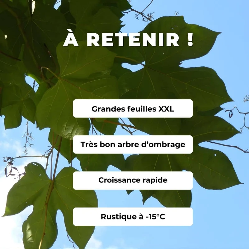 Parasol chinois — Graines ou plant
