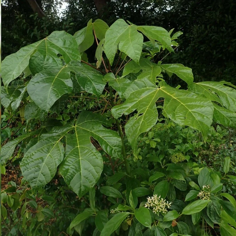 Parasol chinois — Graines ou plant
