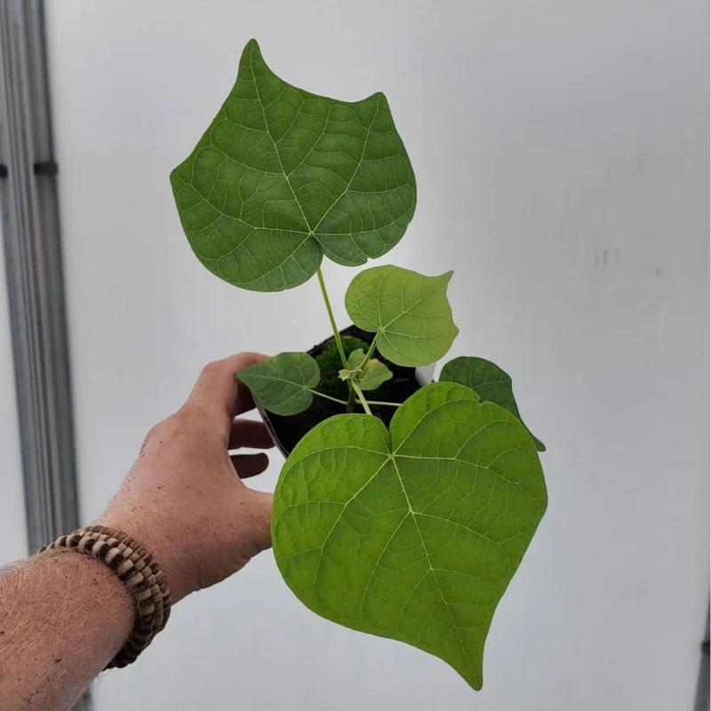 Parasol chinois — Graines ou plant