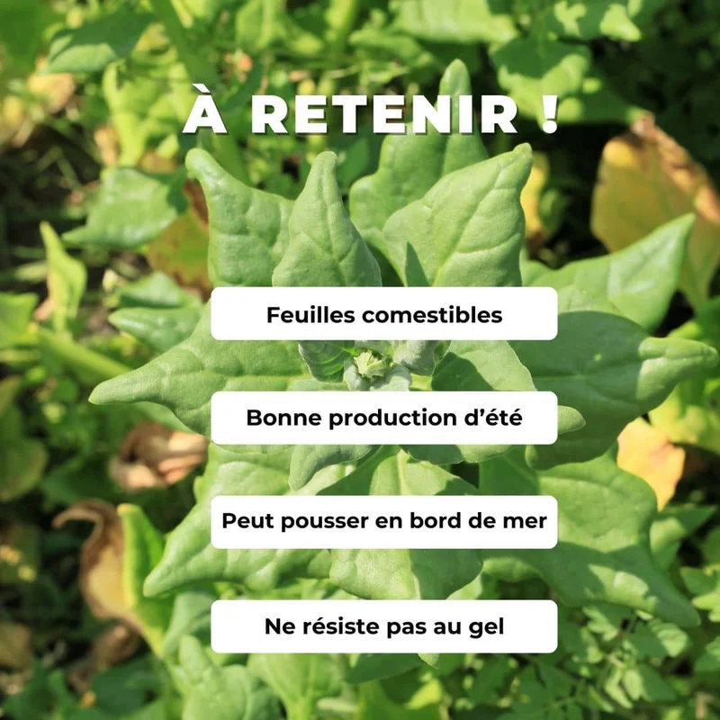 Tétragone — Épinard de Nouvelle-Zélande — Graines