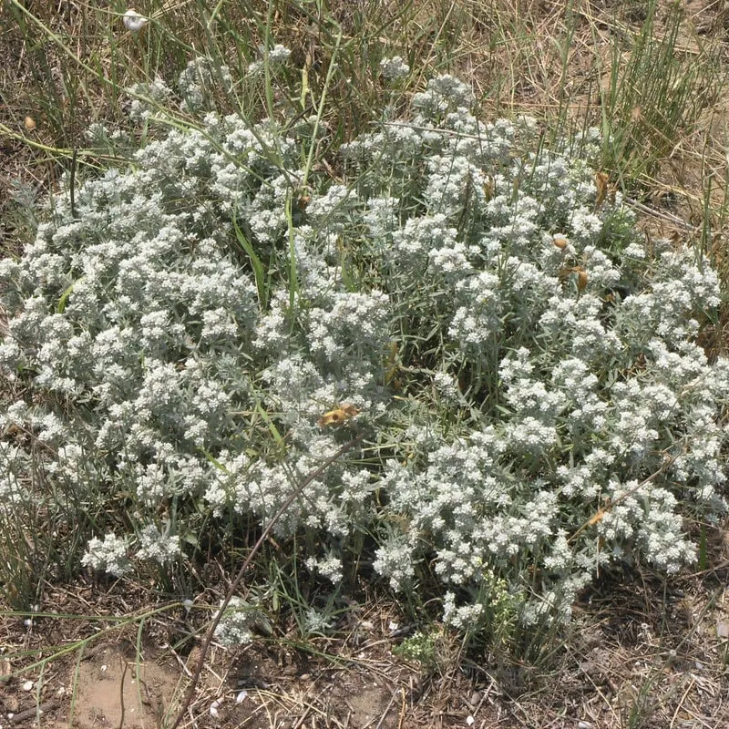 Germandrée tomenteuse — Plante saucisson — Graines