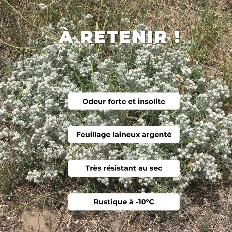 Germandrée tomenteuse — Plante saucisson — Graines