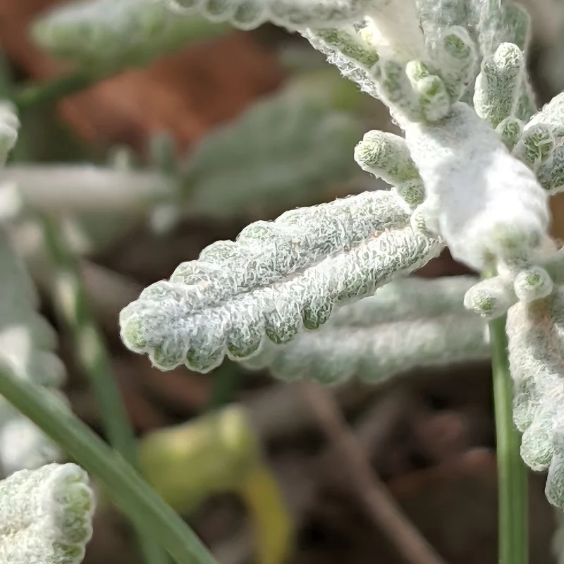 Germandrée tomenteuse — Plante saucisson — Graines