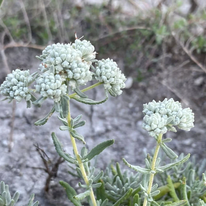 Germandrée tomenteuse — Plante saucisson — Graines