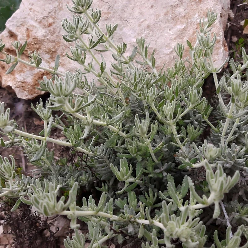 Germandrée tomenteuse — Plante saucisson — Graines