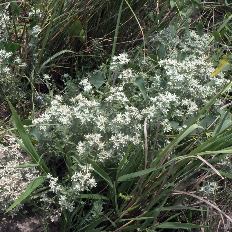 Germandrée tomenteuse — Plante saucisson — Graines