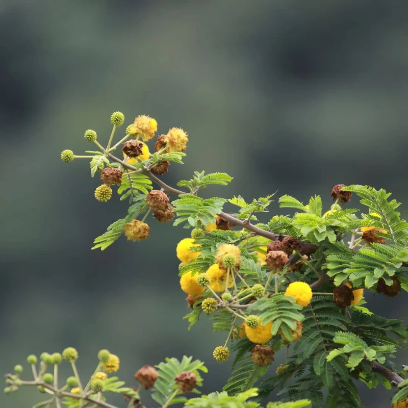 Acacia du Nil — Graines
