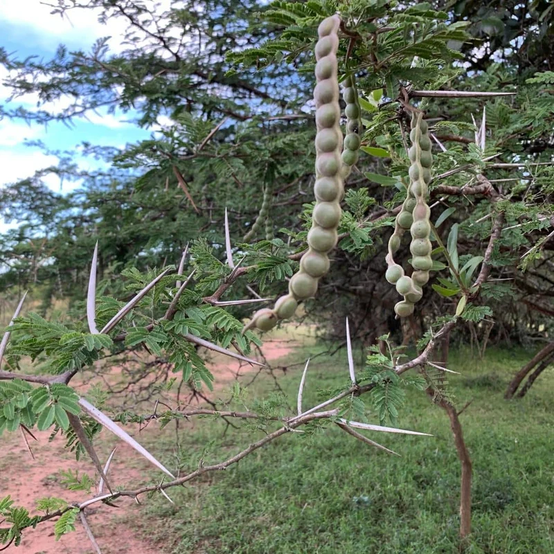 Acacia du Nil — Graines