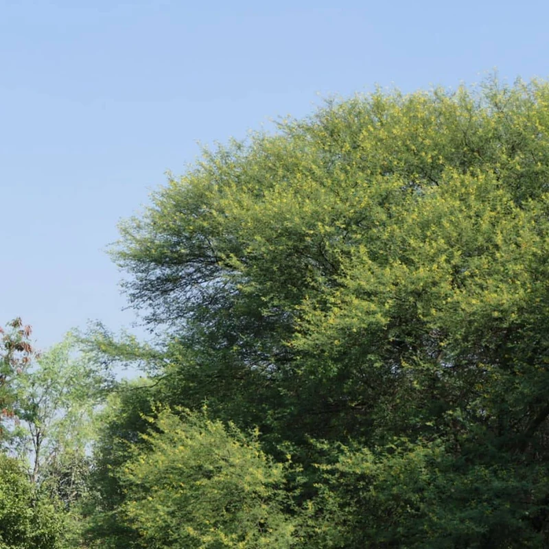 Acacia du Nil — Graines