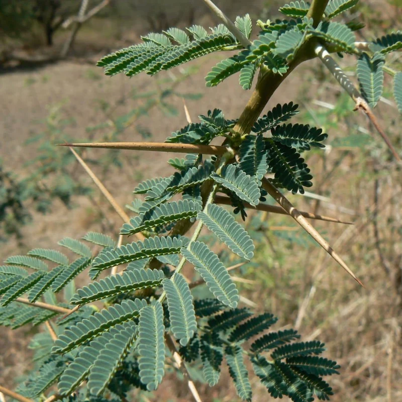 Acacia du Nil — Graines