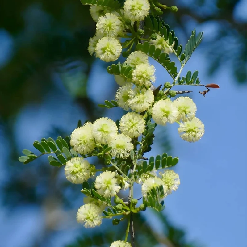Acacia faux-gommier — Graines