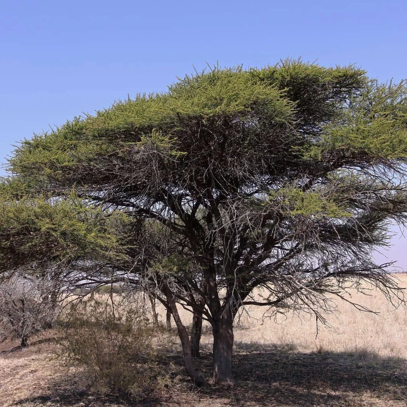 Acacia faux-gommier — Graines